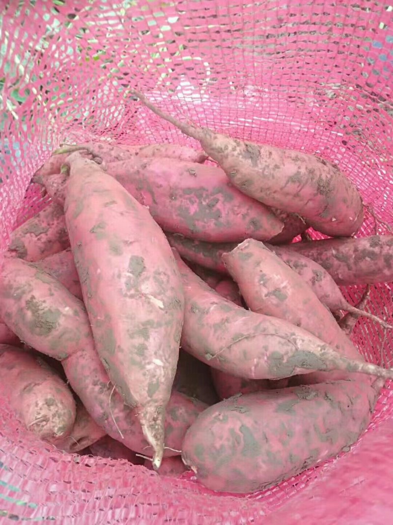 精品西瓜红红薯，产地直供，货源充足，品质保证欢迎采购