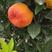 媛红椪柑苗嫁接苗种苗媛红柑橘苗品质保证签合同出售保湿发货
