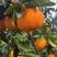 媛红椪柑苗嫁接苗种苗媛红柑橘苗品质保证签合同出售保湿发货