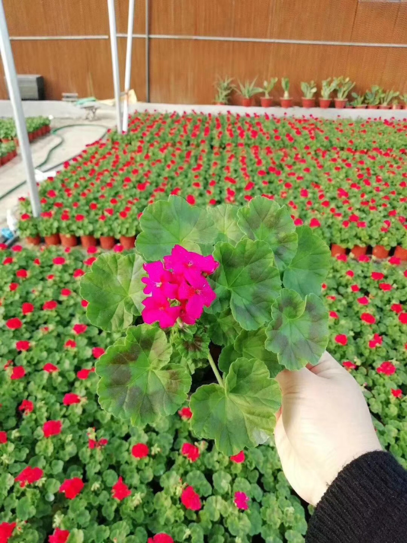 【精选】天竺葵产地直销一手货源质量好价格实惠量大从优