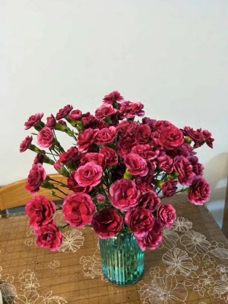 多头康乃馨鲜切花云南基地直发颜色齐全包邮到家家庭插花