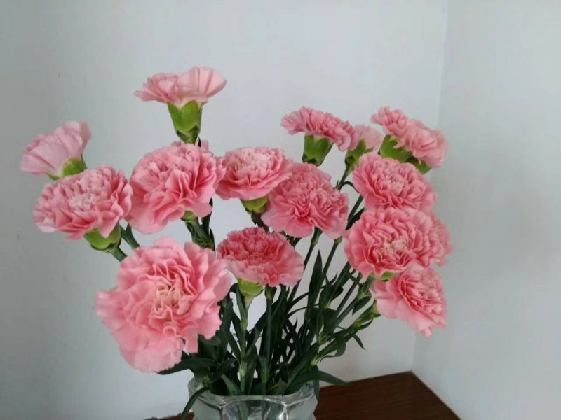 多头康乃馨鲜切花云南基地直发颜色齐全包邮到家家庭插花