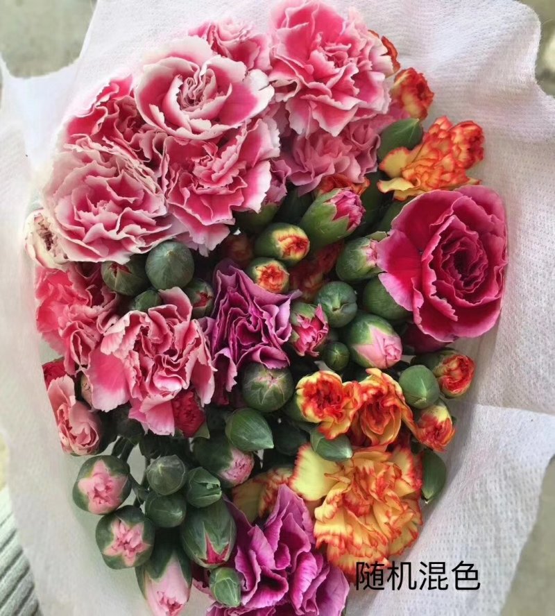 多头康乃馨鲜切花云南基地直发颜色齐全包邮到家家庭插花