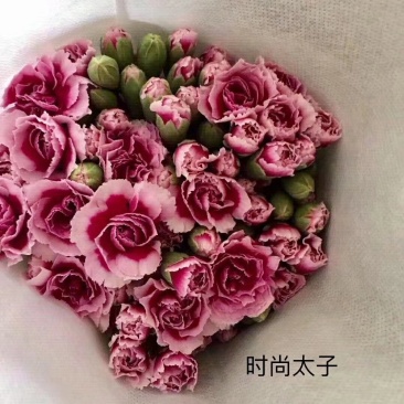多头康乃馨鲜切花云南基地直发颜色齐全包邮到家家庭插花