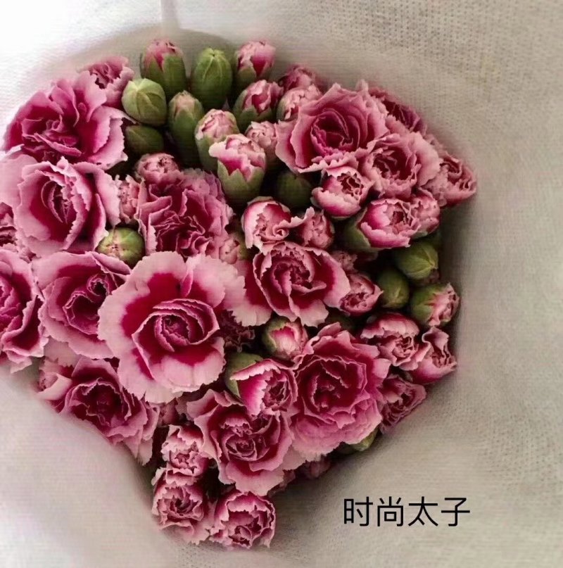多头康乃馨鲜切花云南基地直发颜色齐全包邮到家家庭插花