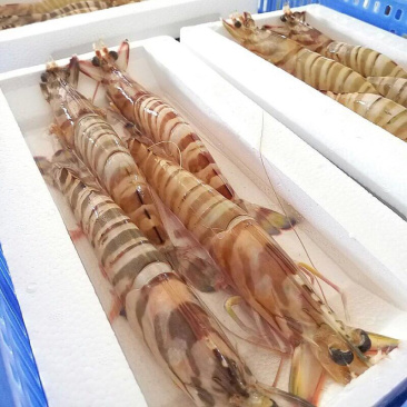 深海斑节虾九节虾新活急冻斑节虾顺丰冷链包邮