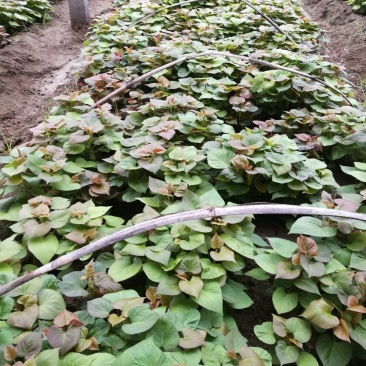 原原种级烟薯25苗，烟薯蜜红薯薯苗，脱毒薯苗，