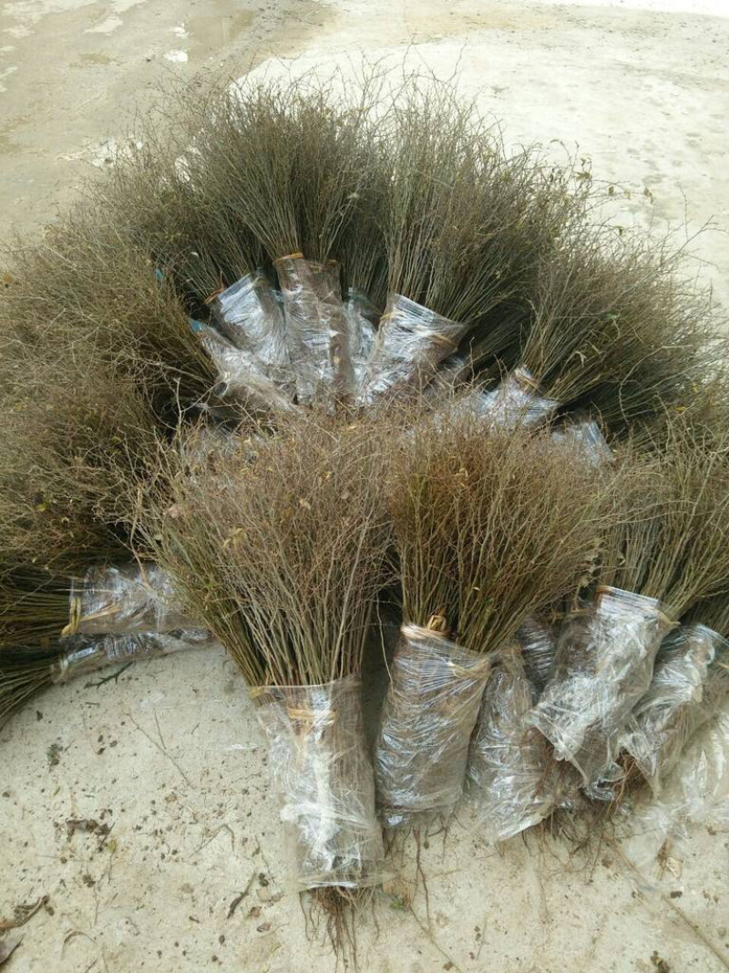 马甲子苗铁篱笆刺苗鸟不站刺树苗苗高速公路篱笆苗