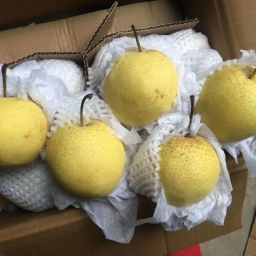 雪花梨甜脆，汁多口感好产地直销每天供应。，