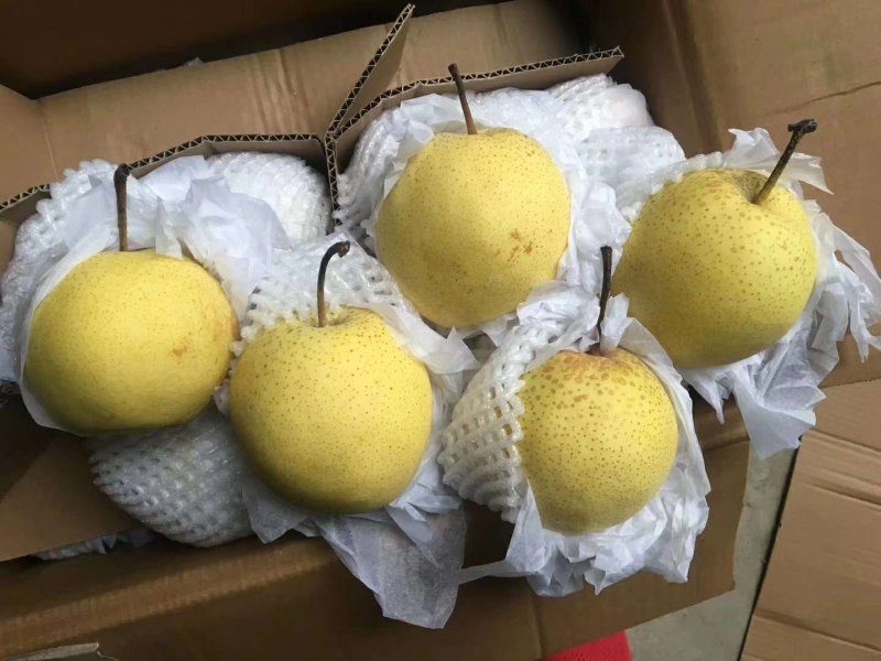 雪花梨甜脆，汁多口感好产地直销每天供应。，