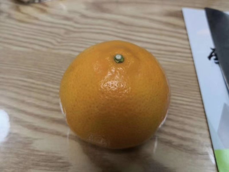 黄美人柑橘苗爱媛68种苗品质保证签合同出售保湿发货