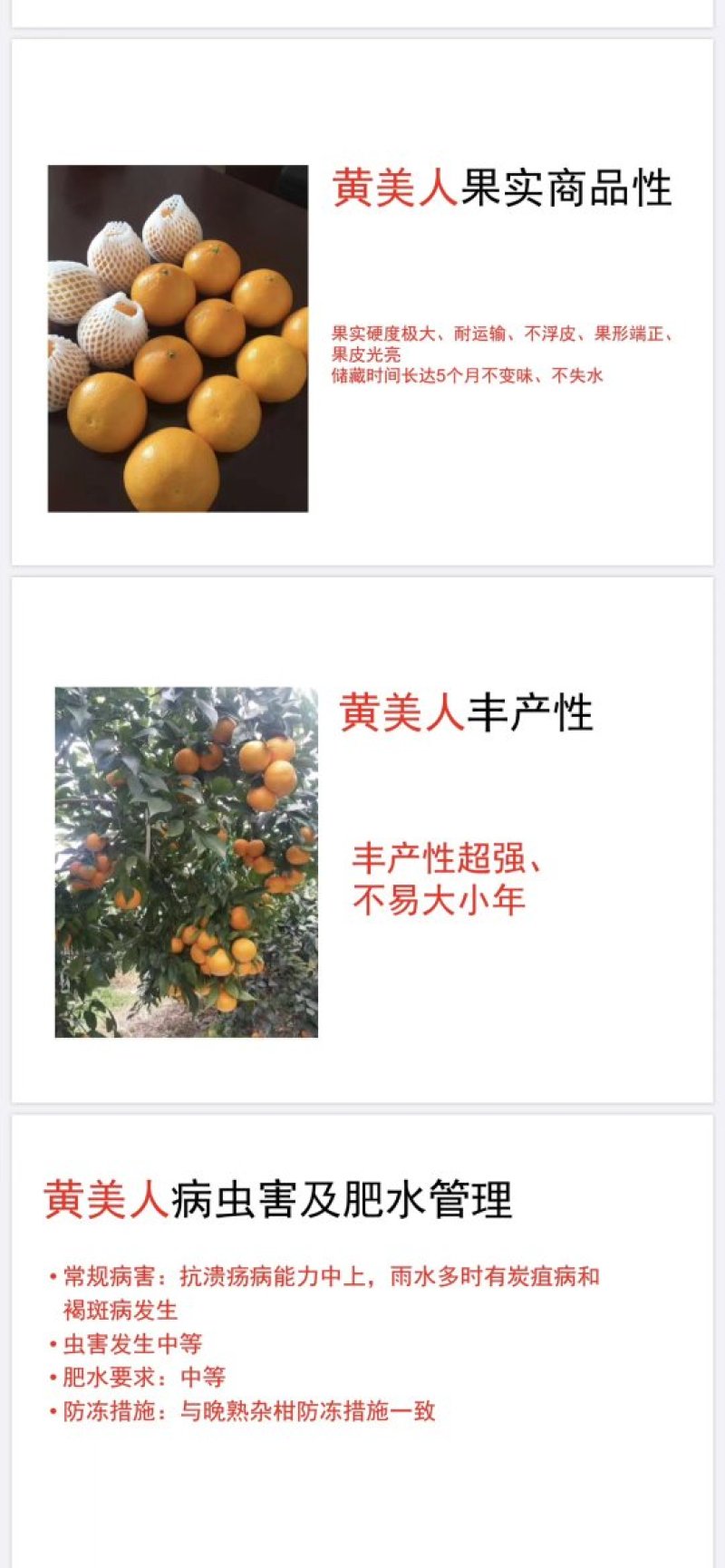 黄美人柑橘苗爱媛68种苗品质保证签合同出售保湿发货