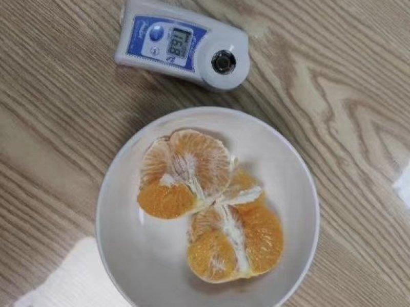 黄美人柑橘苗爱媛68种苗品质保证签合同出售保湿发货