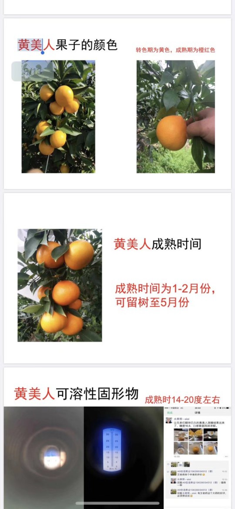 黄美人柑橘苗爱媛68种苗品质保证签合同出售保湿发货
