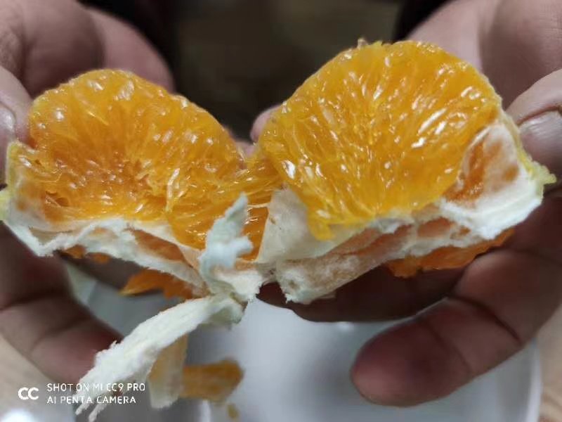 黄美人柑橘苗爱媛68种苗品质保证签合同出售保湿发货