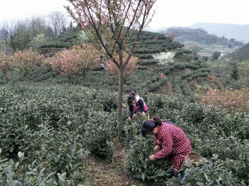 欢迎采购