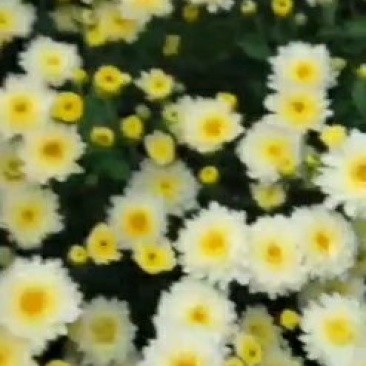 中药材花类