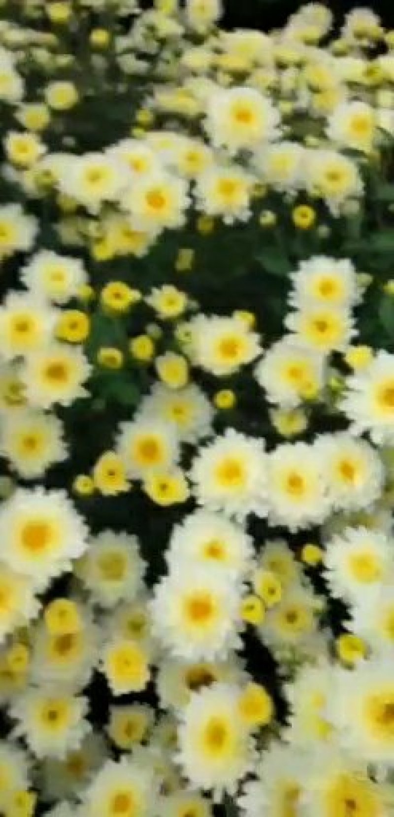 中药材花类
