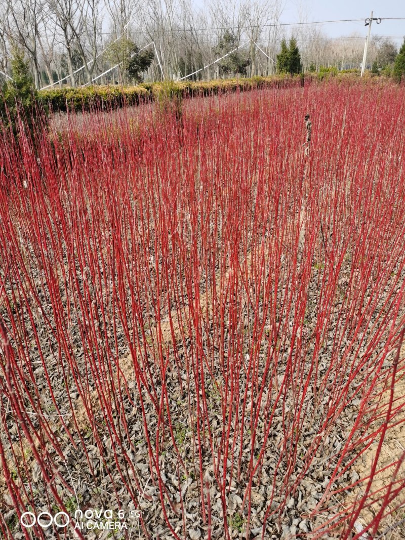 红瑞木，50一1.5米高，1一3分枝，大量供应