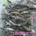广昌白莲太空莲36号高产莲子藕苗易成活抗病毒包技术