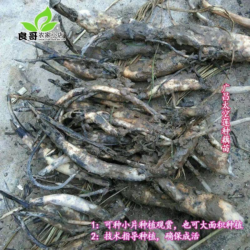 广昌白莲太空莲36号高产莲子藕苗易成活抗病毒包技术