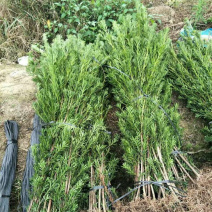 罗汉松罗汉松苗罗汉松幼苗四季常青庭院种植苗