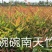 南天竹.........