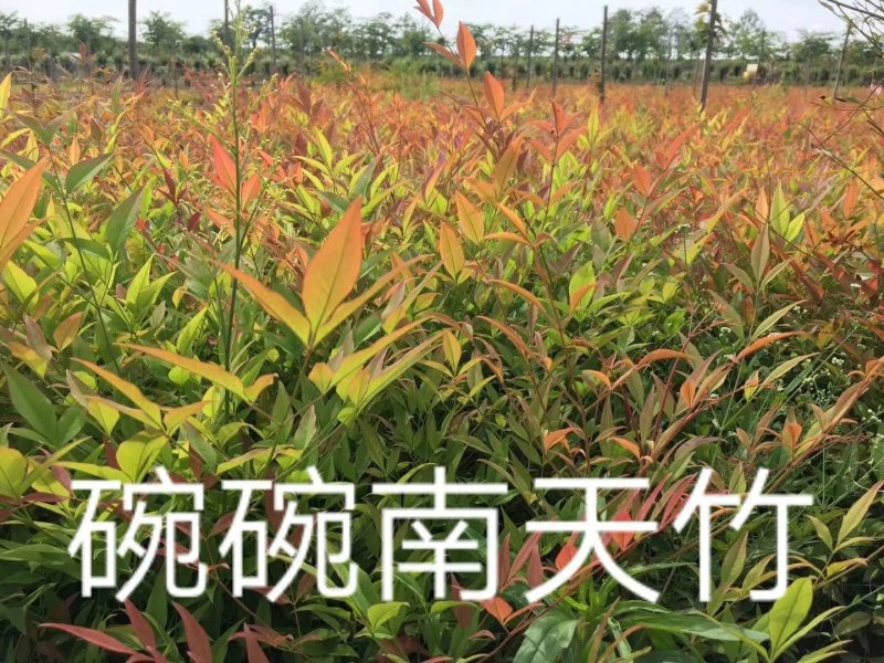 南天竹.........