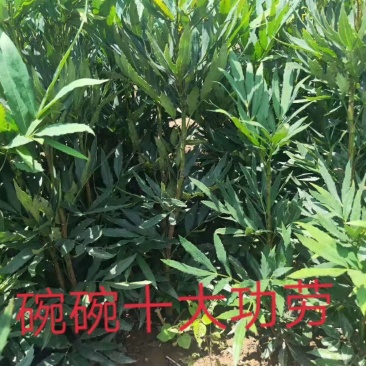 十大功劳........