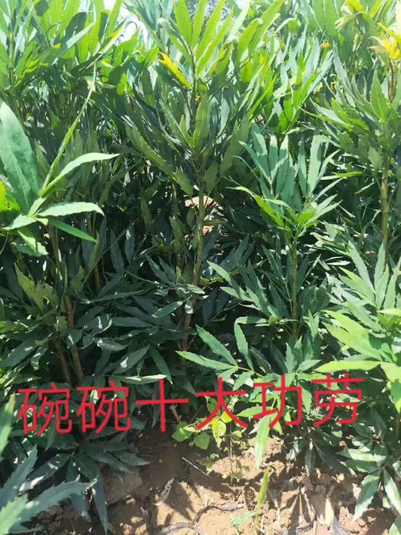 十大功劳........