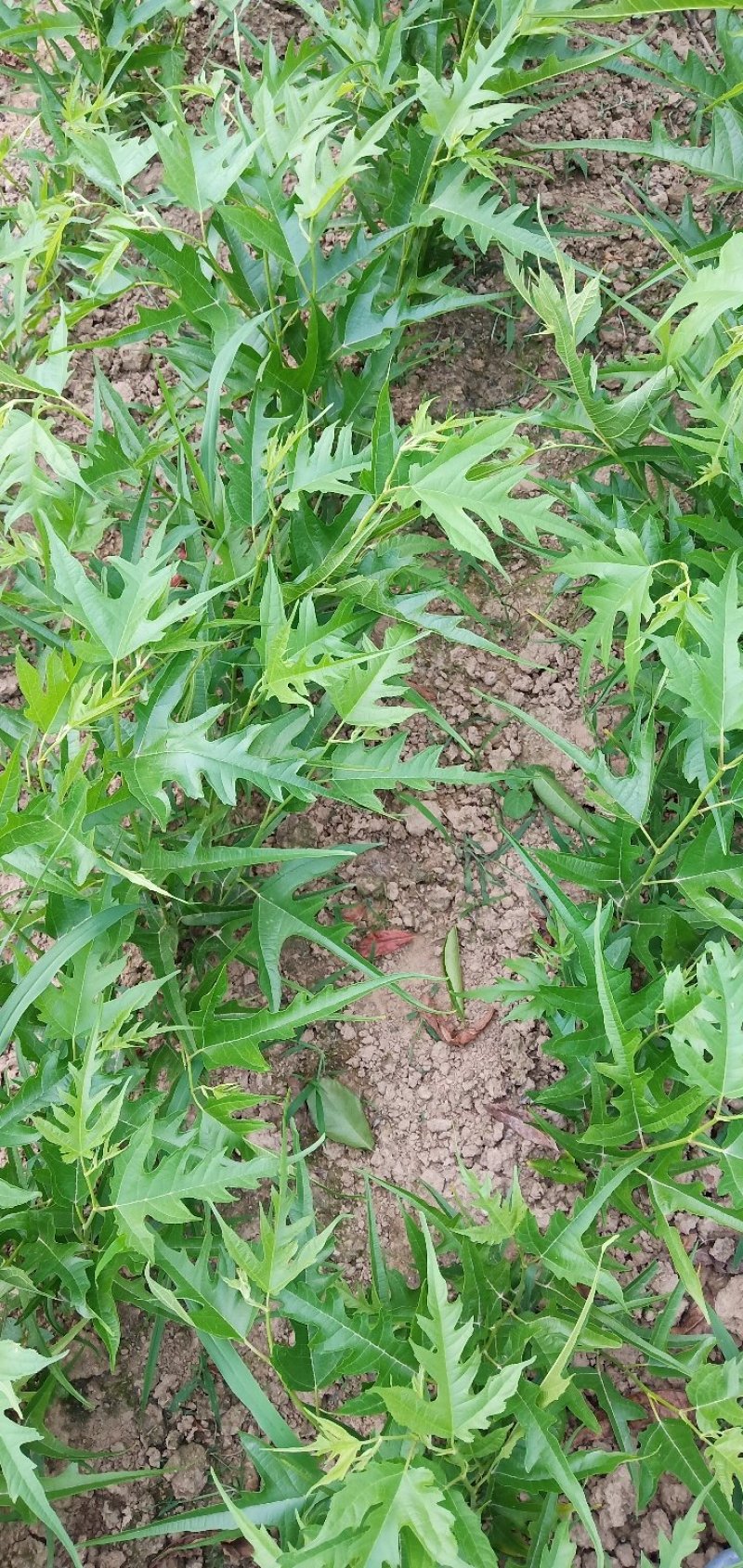 桑树苗新品种鸡瓜桑桑葚苗现挖100%嫁接苗当年苗