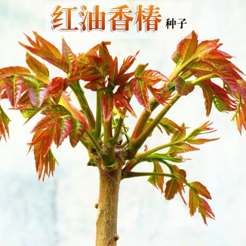 香椿种子红油香椿种子芽苗菜种子四季易播
