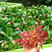 香椿种子红油香椿种子芽苗菜种子四季易播