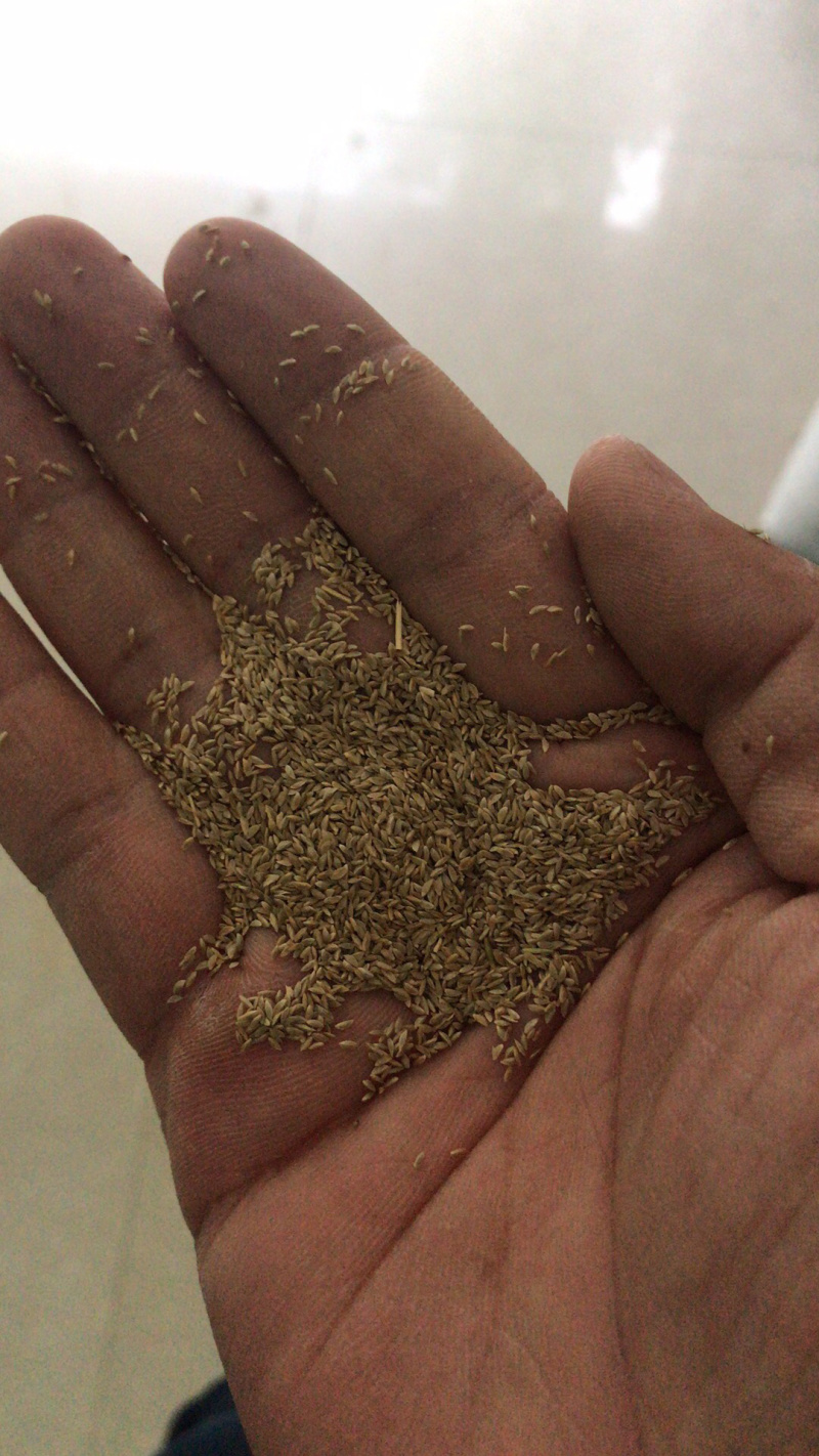 草坪种子边坡防护护坡草坪种子黑麦草高羊茅狗牙根