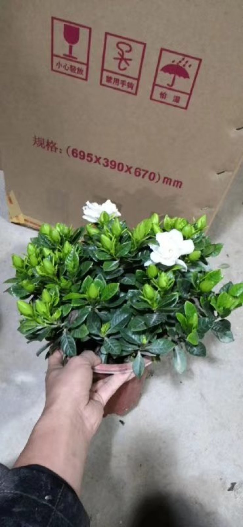 230#小叶栀子花，一件32盆，价8元