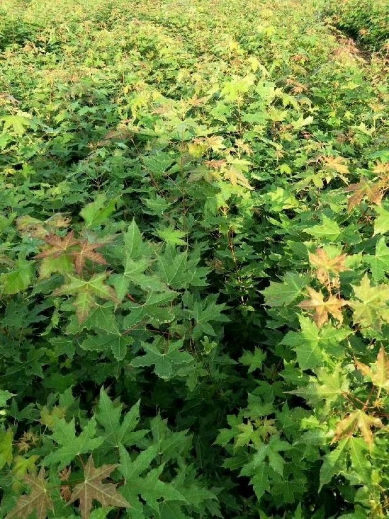 枫香小苗批发，江西枫香小苗基地，常年供应枫香苗