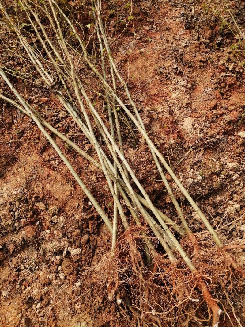 枫香小苗批发，江西枫香小苗基地，常年供应枫香苗