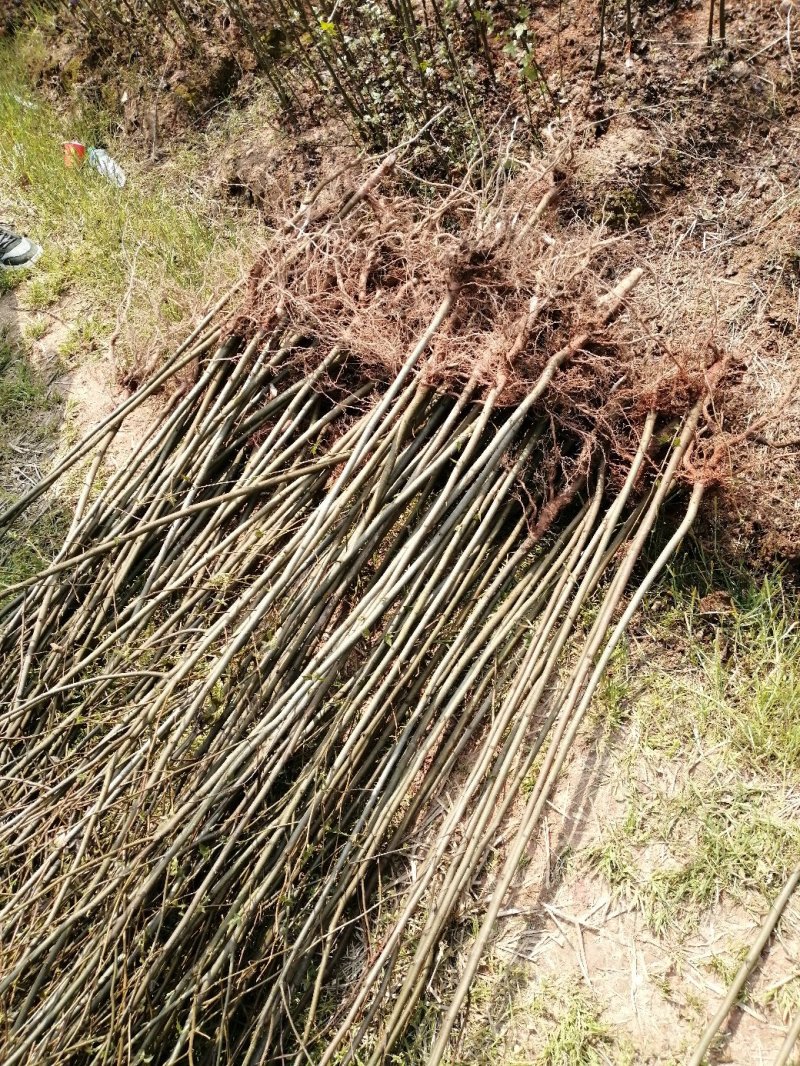 枫香小苗批发，江西枫香小苗基地，常年供应枫香苗