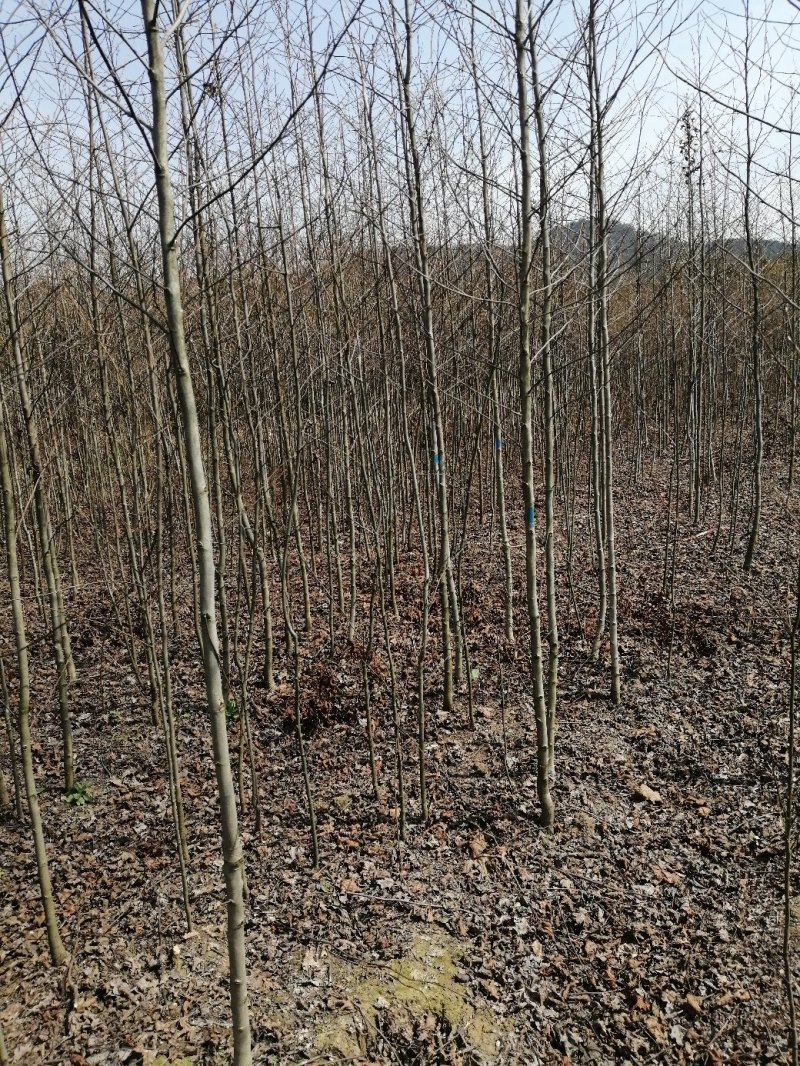 枫香小苗批发，江西枫香小苗基地，常年供应枫香苗
