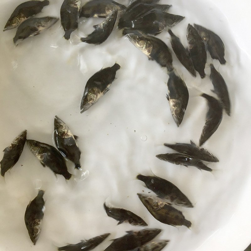 桂鱼苗已驯化饲料桂鱼苗+自孵水花(基地直供，提供技术)