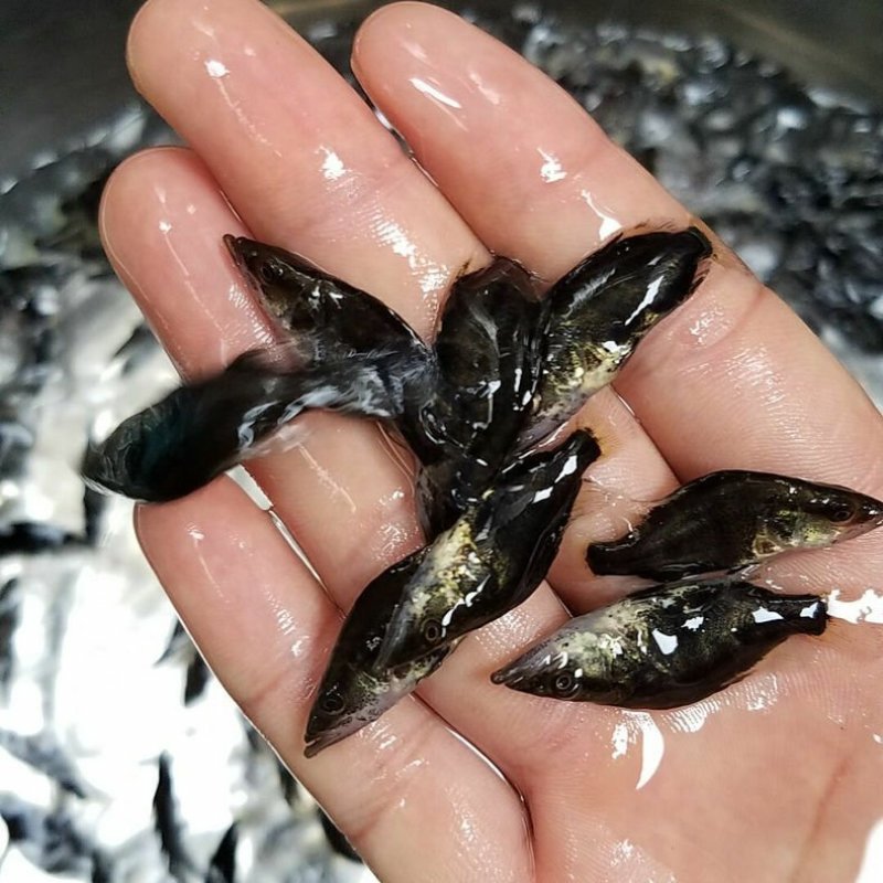 桂鱼苗已驯化饲料桂鱼苗+自孵水花(基地直供，提供技术)
