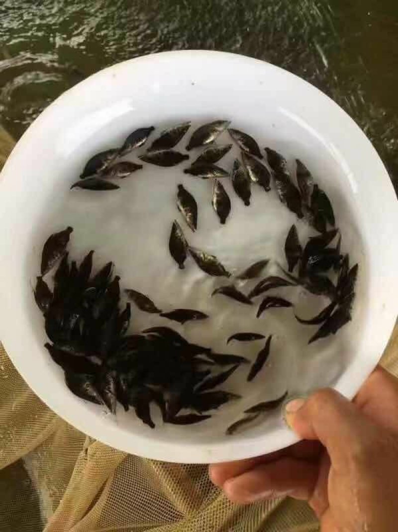 桂鱼苗已驯化饲料桂鱼苗+自孵水花(基地直供，提供技术)