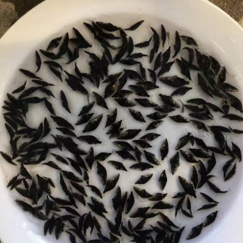 桂鱼苗已驯化饲料桂鱼苗+自孵水花(基地直供，提供技术)