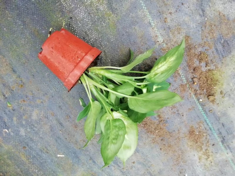 A110太阳万年青，32装，价4.5元，