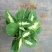 A110太阳万年青，32装，价4.5元，