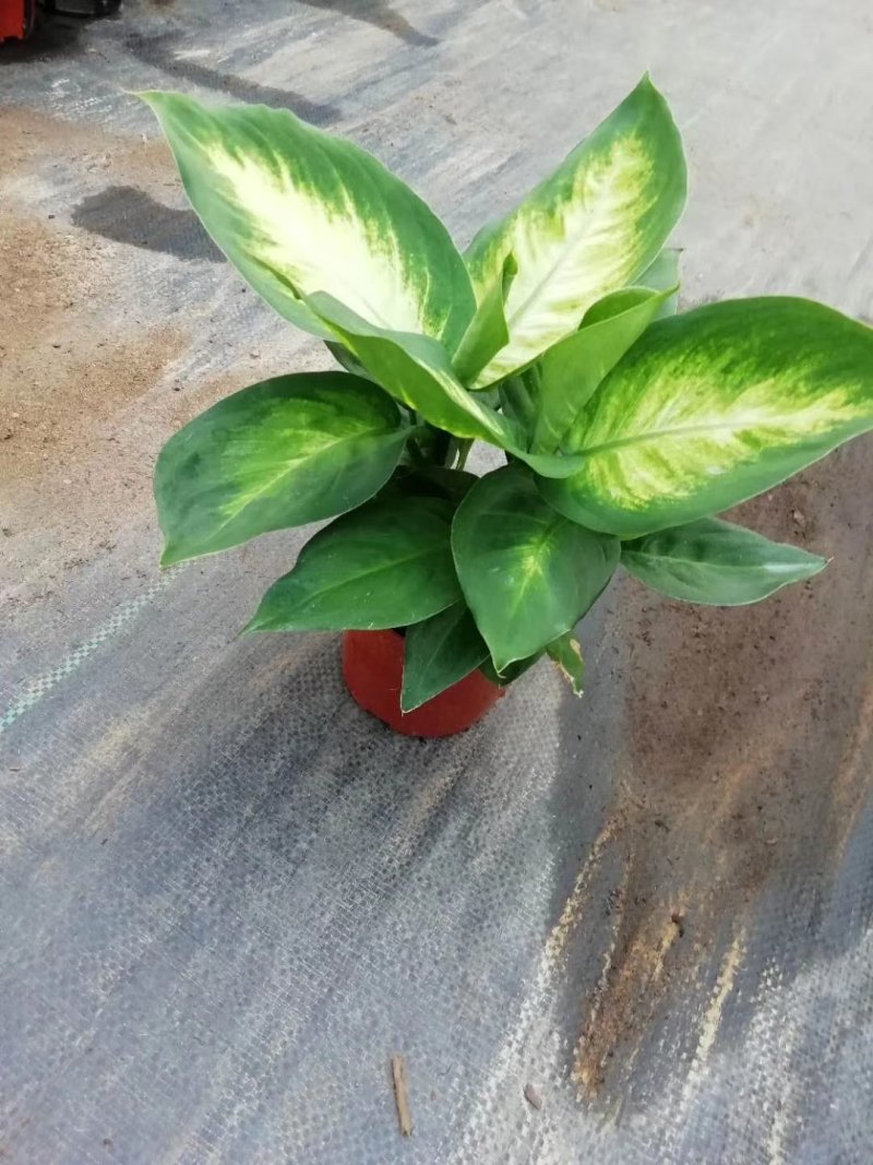 A110太阳万年青，32装，价4.5元，