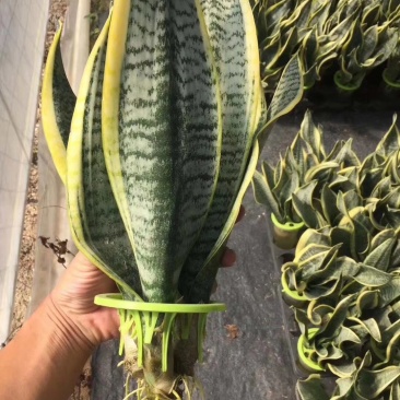 水培虎皮兰一件40盆320元