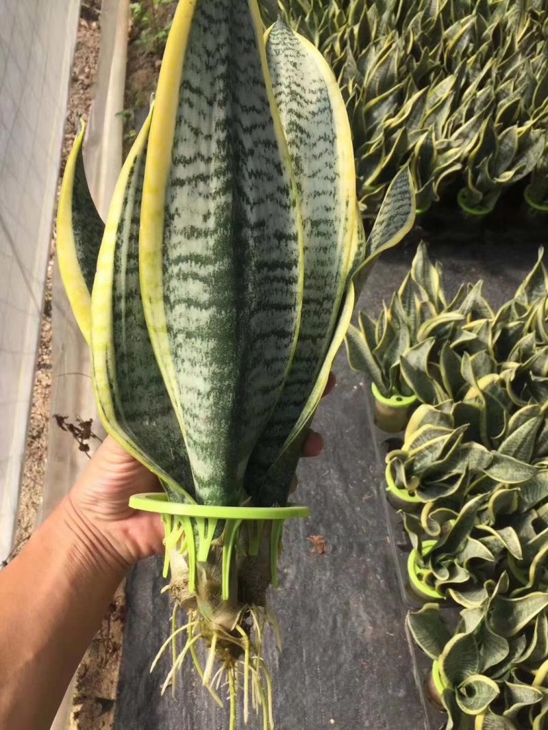 水培虎皮兰一件40盆320元