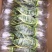 水培虎皮兰一件40盆320元