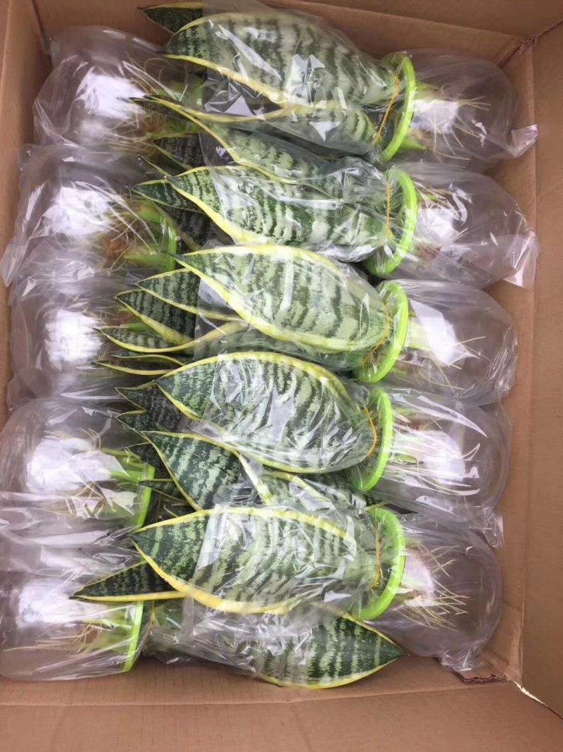 水培虎皮兰一件40盆320元